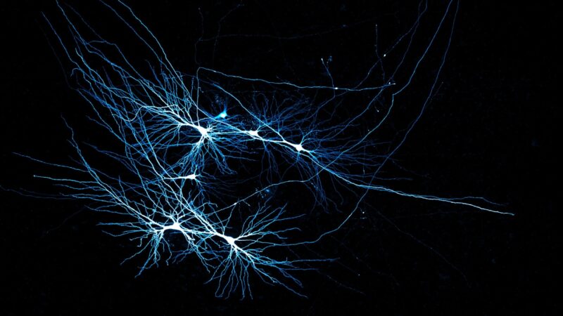 Having sparse links in the hippocampus may maximize memory storage
