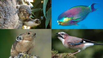 A grid of four images. Included are a baby koala, parrotfish, Eurasian jay and pika.