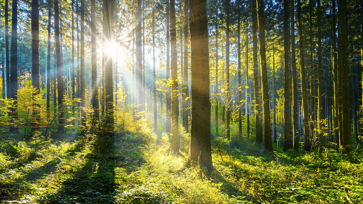 a burst of sunlight lights up a forest, making it glow green in the light between the trees