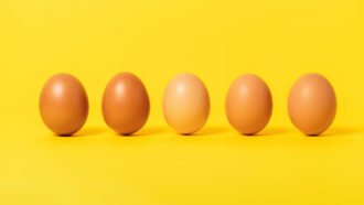 a row of brown eggs on a yellow background