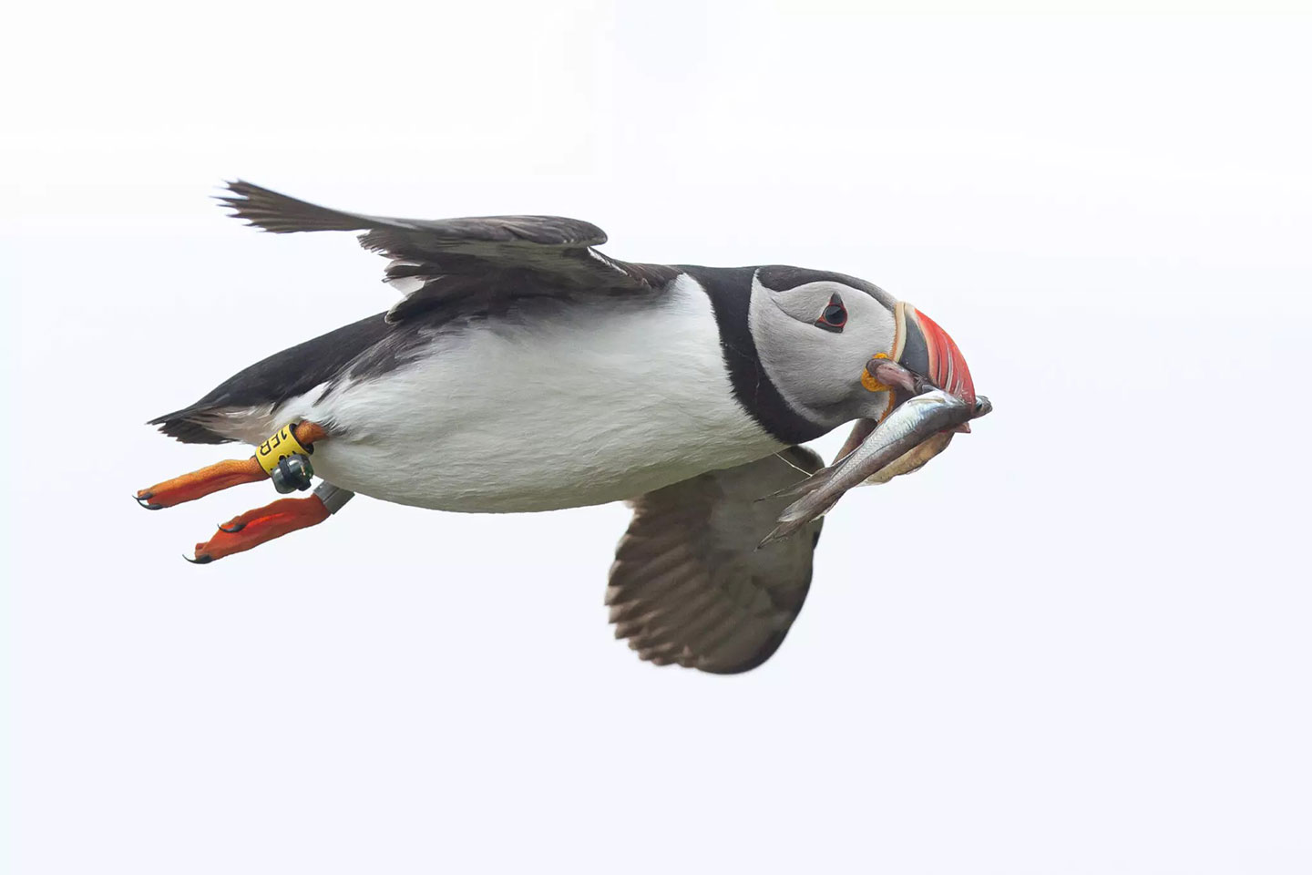 an adult puffin flying through a white sky with several tiny fish in its beak