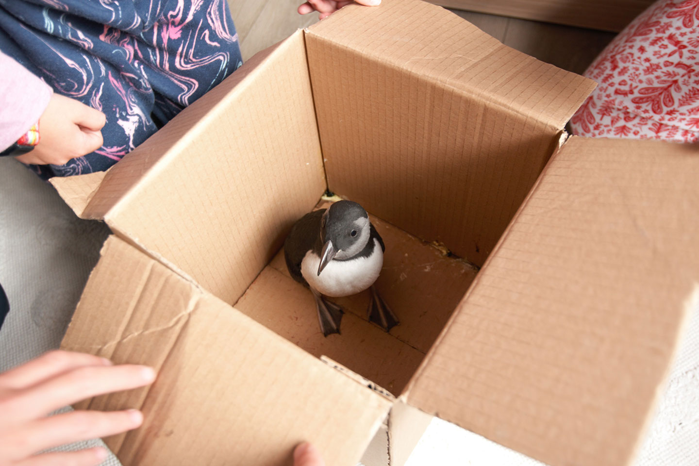 A small puffling in a box