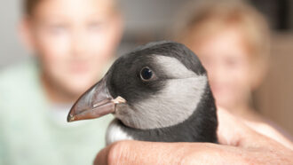 a closeup of the head of an Atlantic puffin held securely in a hand. Only the head and just below are visible. It has dark grey feathers, with a white stomach and a light grey swoop across its cheek and up behind its eye