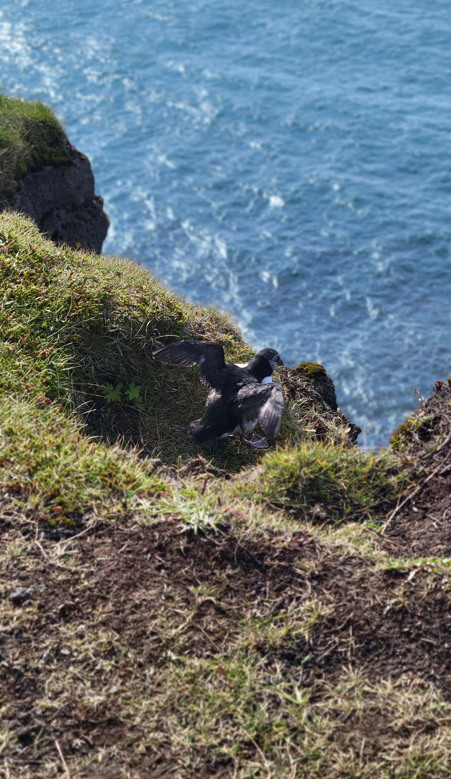 an overhead view of a puffling perched on a grassy cliff, with the ocean visible below