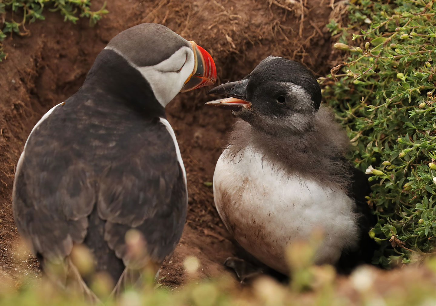 a puffling and a parent puffin just outside the burrow.