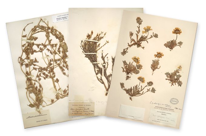 Plant samples collected by botanist Alice Eastwood are displayed fastened to three yellowed pages with printed text and hand-written notes.