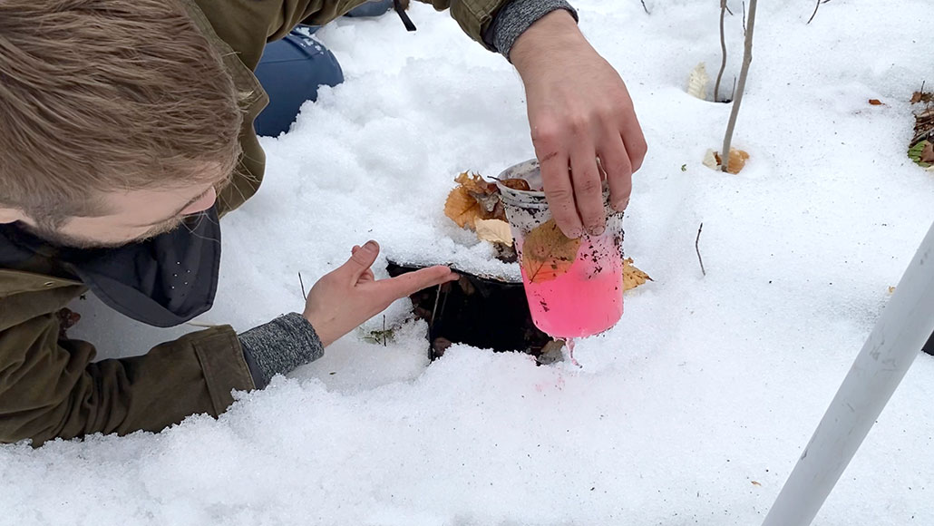 a photo of a person retrieving a pitfall trap, a clear container with pink fluid, from under a snowpack