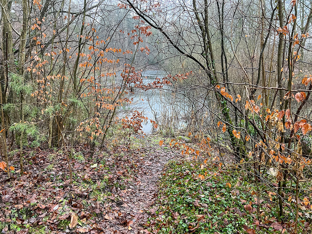 a leafy wet autumn forest trail with a frozen lake just ahead