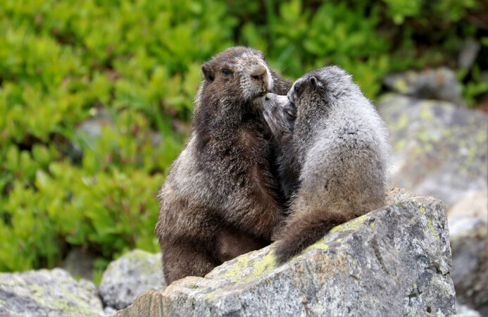 A trio of marmots perched on a lichen covered grey stone, with greenery behind them