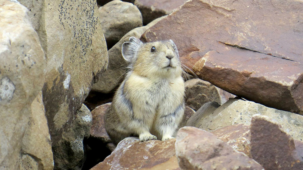 a pika sitting on a rock pile