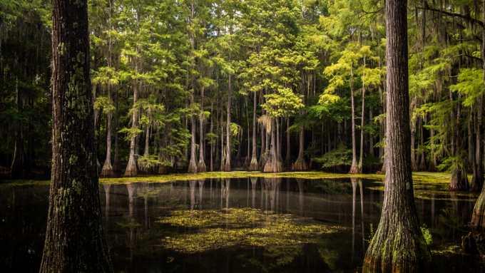 a photo of a cypress tree swamp with dark water and algae floating in the middle of the image