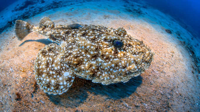 a mottled brown and white anglerfish rests on a rock as an example of a chimera