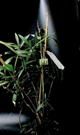 A green plants stands against a black background. A spotlight hits a white rectangular artificial leaf.