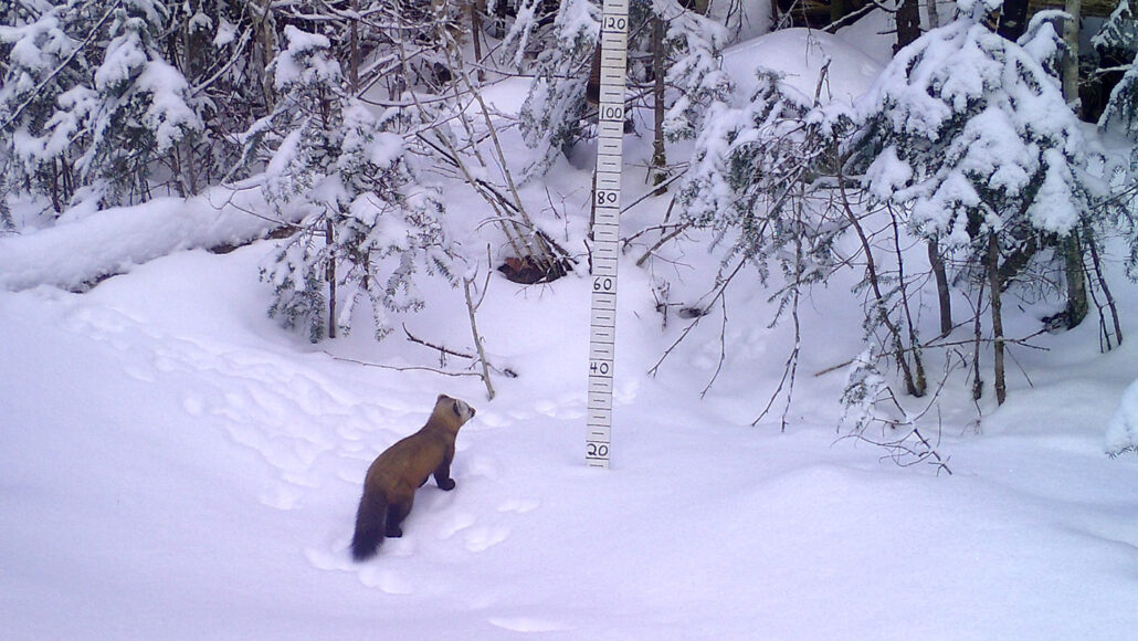 A small fluffy pine marten stands on a snowbank in front of a brushline. There is a snow measuring stick ahead of the brushline and just to the right of the middle of the image. The snow stops just before the number 20 on the stick.