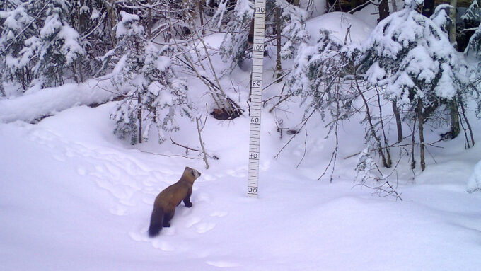 A small fluffy pine marten stands on a snowbank in front of a brushline. There is a snow measuring stick ahead of the brushline and just to the right of the middle of the image. The snow stops just before the number 20 on the stick.