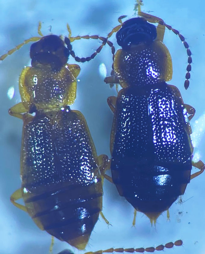 a macro photo of two small brown beetles