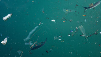 a straight down view of various sizes of plastic pollution floating in turqouise ocean water, beneath the surface two dark grey fish can be seen