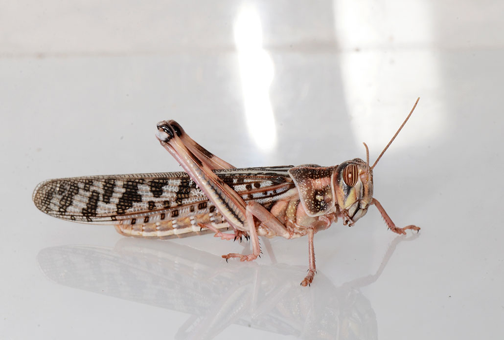 a mottled brown locus on a white surface, it is missing most of one antennae