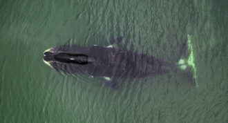 Aerial view of a bowhead whale, Balaena mysticetus, Sea of Okhotsk, eastern Russia.