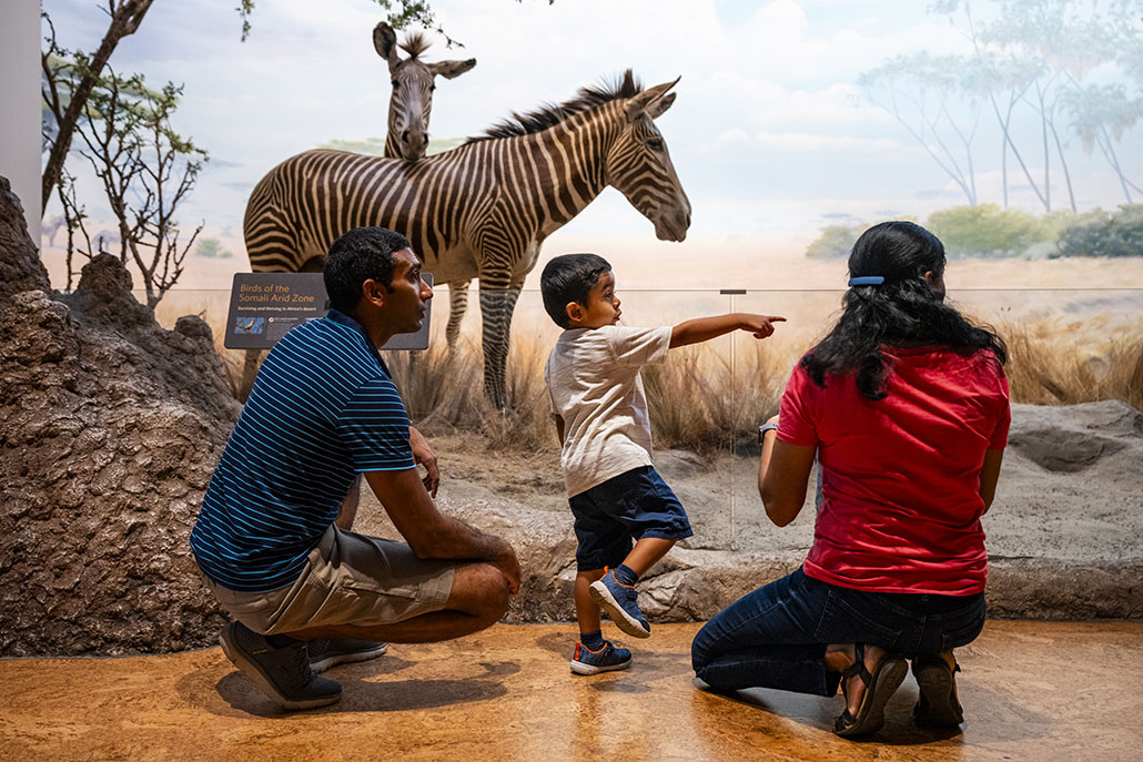 a young boy points out something to his parents next to a zebra diorama