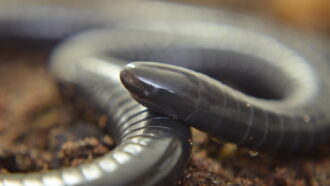 a grayish brown animal that looks like a cross between a worm and a snake coils up to stick its snout in the air