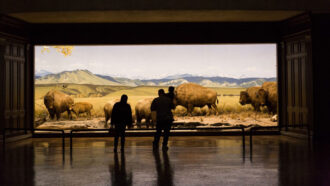 a photo of a two adults and child viewing a bison diorama inside a museum