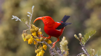 a scarlet bird with a long, curved beak perches on a tree branch